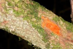 Image: Chris Morse © Landcare Research 2014 